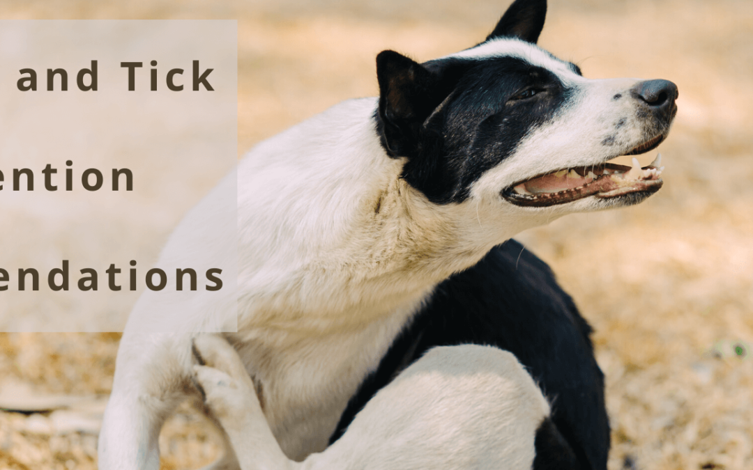Flea Prevention That Works